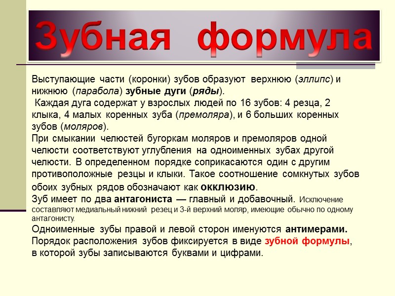 Зубная  формула Выступающие части (коронки) зубов образуют  верхнюю (эллипс) и нижнюю (парабола)